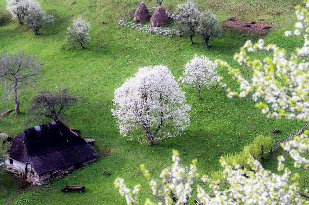 Pensiunea Hodaita Măgura Buitenkant foto