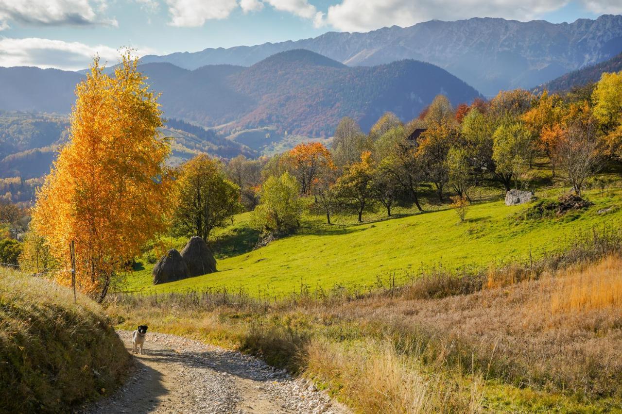 Pensiunea Hodaita Măgura Buitenkant foto
