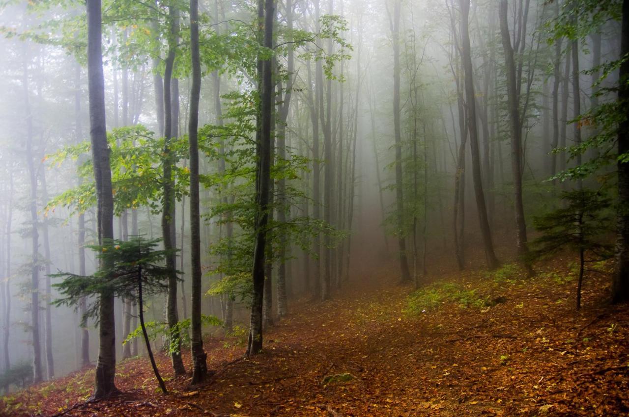 Pensiunea Hodaita Măgura Buitenkant foto