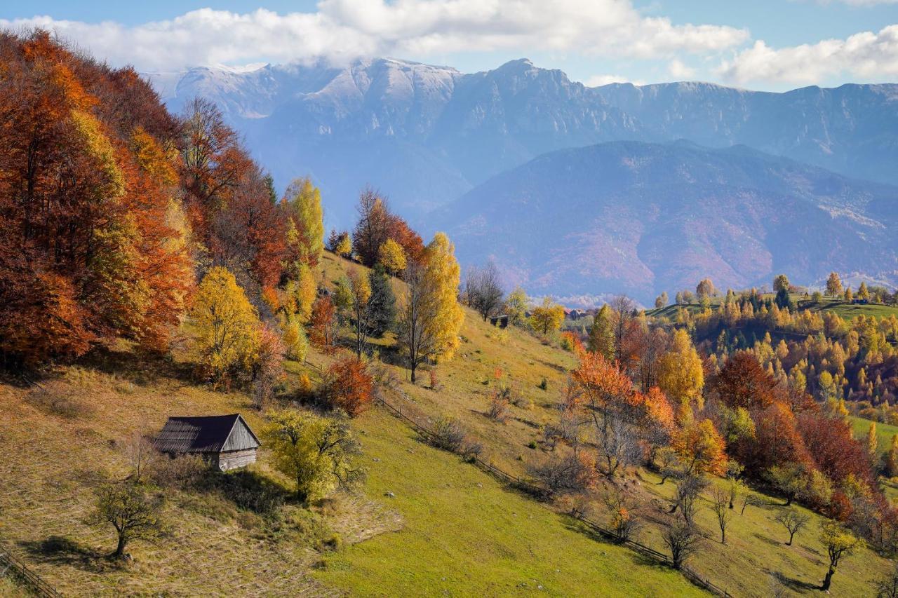 Pensiunea Hodaita Măgura Buitenkant foto
